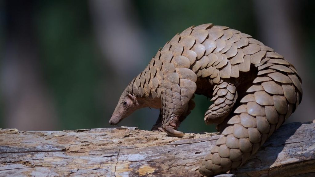 Protecting the Indian Pangolin: Success in Conservation Efforts