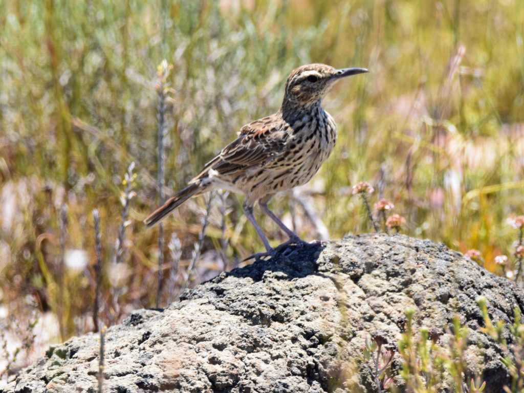 Adapting Amidst Challenges: The Agulhas Long-billed Lark’s Survival Story