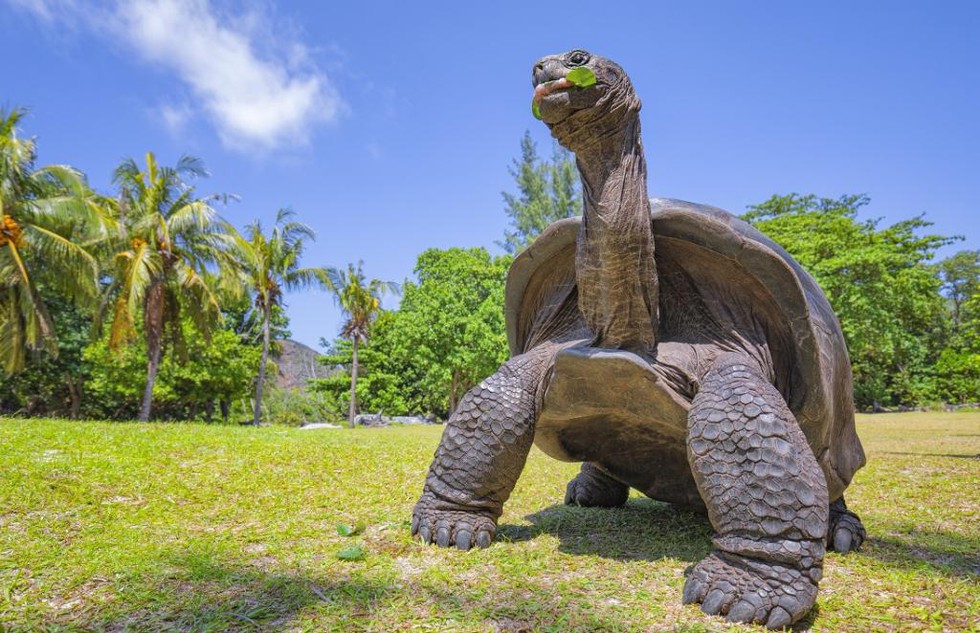 Restoring Megaherbivores to Madagascar: The Aldabra Giant Tortoise