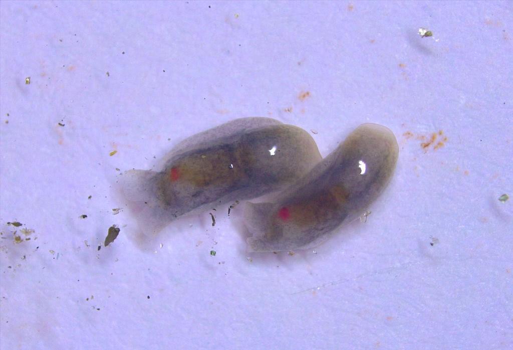 Discovery of Melanochlamys Droupadi: A New Head-Shield Sea Slug                       