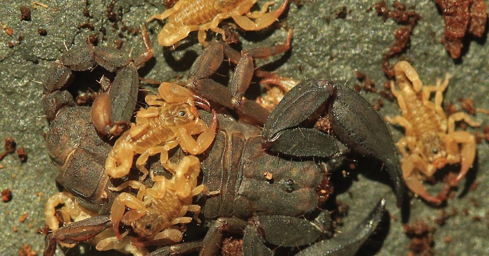 Discovery of Euscorpiops Krachan: A Novel Scorpion Species                