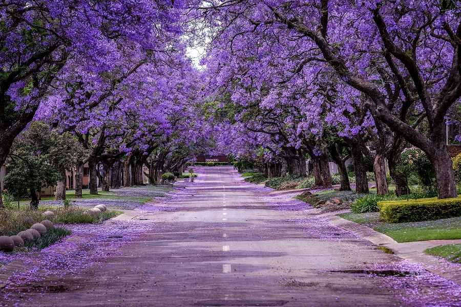 Unusual Early Blooming of Jacaranda Trees Sparks Concern in Mexico City                                           